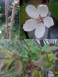 この樹木の名前は何でしょうか 桜などと似た花なので バラ科の樹木で Yahoo 知恵袋
