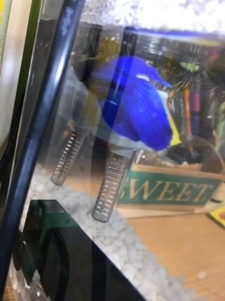 熱帯魚ベタ飼ってる人いませんか どんなところがかわいいです Yahoo 知恵袋
