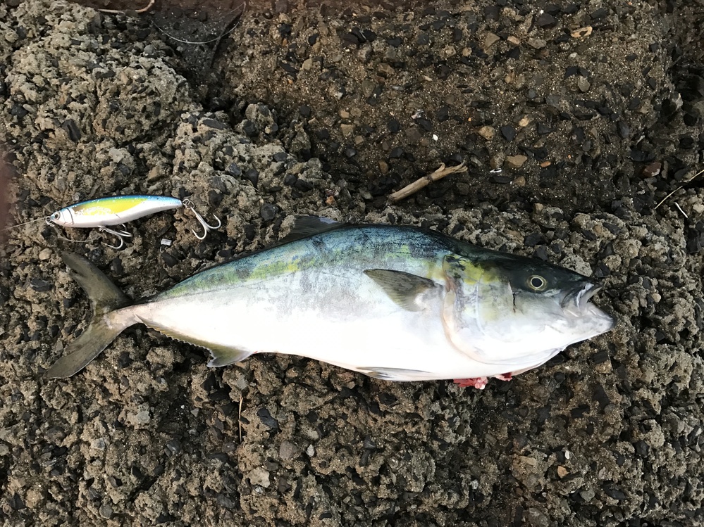 奇形の魚とかが釣れたらu2026 - ＿綺麗な海でも、偶に釣れる奇形魚。自分も 