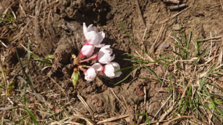 これはなんで地面から桜がはえてるんですか 桜の品種により 主 Yahoo 知恵袋