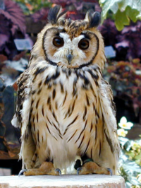 フクロウは フクロウ目フクロウ科フクロウ属ですが モリフクロウやウ Yahoo 知恵袋