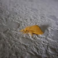 この黄色いモフモフ蛾は何でしょうか ドクガ ゴマフリドク Yahoo 知恵袋