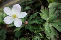 花弁と萼片の違い 植物でよく これは花弁に見えますが実はがく Yahoo 知恵袋