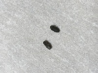 最近気付くと天井やカーテンに黒い虫がくっついてます 窓は開けていません 飛ぶ Yahoo 知恵袋