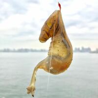 この生物はなんですか 東京湾で釣りをしていたところ 根掛かりかと思って Yahoo 知恵袋