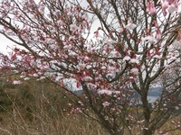 桜の開花で三分咲きとか五分咲きとか言いますが これは一本の桜 Yahoo 知恵袋