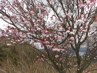 この花の名前は サクラに似た小さな白い花が 下向きに咲いてました 神奈川県の Yahoo 知恵袋