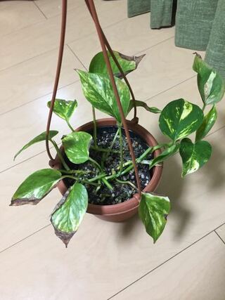 観葉植物 ポトスについて 全体的に葉が黒くなってしまい 黒く Yahoo 知恵袋