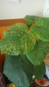 フィカスウンベラータという観葉植物を先日購入したのですが 葉の数枚が丸まって Yahoo 知恵袋