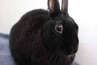 学校で飼ってるウサギの種類について知りたいのです 生物科の先生に聞いたの Yahoo 知恵袋