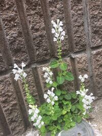 この白い草花の名前を教えて下さい こんにちは タツナミソウの Yahoo 知恵袋