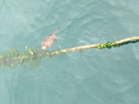 魚ポニョって 何の生物がモチーフになっているんですか 魚にしてはひれもしっ Yahoo 知恵袋