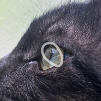 猫の目の中に透明な膜の様なものが入ってました これはそのうち自然ととれ Yahoo 知恵袋
