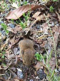 このネズミの種類を教えてください 体長は4 5センチ 家にいました 自分はド Yahoo 知恵袋