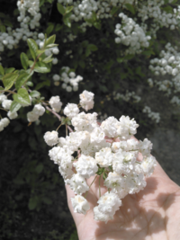 この植物の名前を教えて頂けますか ユキヤナギに似てるのですが 生 Yahoo 知恵袋