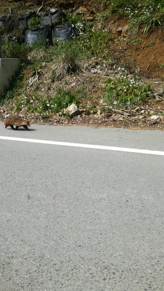 山道で知らない動物を見かけましたタヌキくらいの大きさでしっぽはcmくらい Yahoo 知恵袋