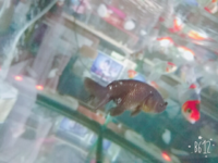私の祖父が飼っている金魚 黒らんちゅう の鱗が剥がれてしまっている Yahoo 知恵袋