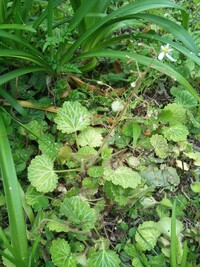 この植物の名前を教えてください 白い模様のあるフキの葉のような植物です 場所 Yahoo 知恵袋