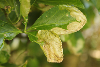 生垣として植えられているマサキの葉っぱのことなのですが 毎年新芽が出るとその Yahoo 知恵袋