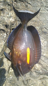 この魚の名前は 食べられる 今日釣りました 座間味の沖磯 サビキです 30 Yahoo 知恵袋