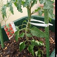 ミニトマトの苗を5月4日に植えました 昨日から苗の下の部分の葉がし Yahoo 知恵袋