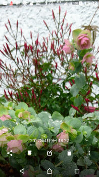 ハーブの寄せ植えについて ご回答よろしくお願い致します 先日 ハーブガーデン Yahoo 知恵袋