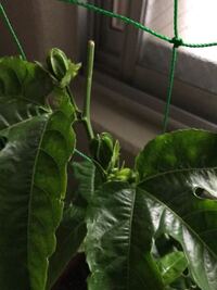 プランターでパッションフルーツを育てているのですが つい先週うっか Yahoo 知恵袋