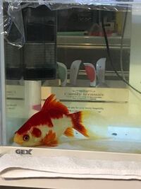 福ダルマ 金魚 の飼育方法教えてください 少し前 お母さんが友達から Yahoo 知恵袋