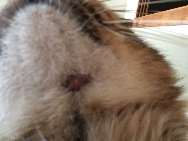 猫のしこりについて聞きたいのですが、今日猫を撫でてると大きいしこり 