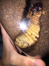 ゴライアスハナムグリ幼虫の雌雄判別法を教えてください カブトムシのよう Yahoo 知恵袋