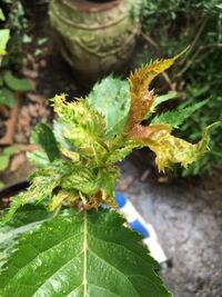 桜の木ですが 写真のように新芽が縮れています 何の病気でしょ Yahoo 知恵袋