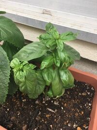 バジルの元気が無い原因について教えてください バジルの葉っぱが茶色く Yahoo 知恵袋