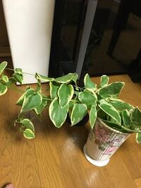 観葉植物の名前が分かりません ポトスに似ているようにも見えますが ポトスとは Yahoo 知恵袋