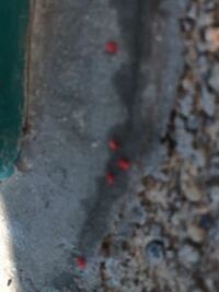 赤い虫の正体を教えてください 庭に添付写真の赤い小さい虫がた Yahoo 知恵袋
