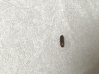 この虫はゴキブリでしょうか ティッシュで潰そうと思ったのですがなか Yahoo 知恵袋