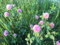 ゴボウはキク科の植物だとされてますが 花を見る限りアザミと同 Yahoo 知恵袋