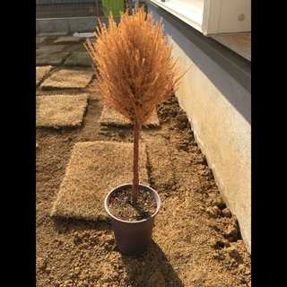 コニファーが枯れてしまいました この子はもう復活しませんか お願いします Yahoo 知恵袋