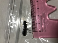 この大きいアリ 約2cmはあります みたいな虫は アリですか また この虫は Yahoo 知恵袋