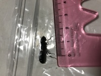 この大きいアリ 約2cmはあります みたいな虫は アリですか また この虫は噛 教えて 住まいの先生 Yahoo 不動産