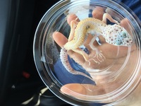 レオパのモルフについて昨日お迎えした子なのですが スーパーエニグマ Yahoo 知恵袋