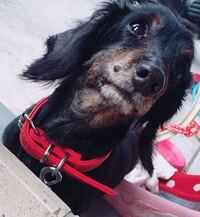 家で買っている犬についての質問なんですが 口の横に黒いできもの のような Yahoo 知恵袋