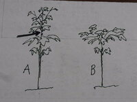 カクレミノを図aの矢印の部分で切ったとしたら 上への伸びもするで Yahoo 知恵袋