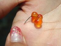 渓流のイクラ餌にについてですが スーパーには甘塩イクラと醤油漬けイクラ Yahoo 知恵袋