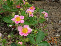 このイチゴの花みたいなピンク色の花の名前教えてください アカバナイチゴ Yahoo 知恵袋