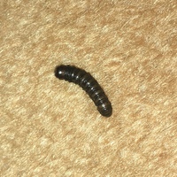 1 5cmほどの黒い幼虫らしき虫がいました なんという虫か分かる方 Yahoo 知恵袋
