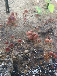 家庭菜園に突然 キノコが生えてきました これは何でしょうか Yahoo 知恵袋