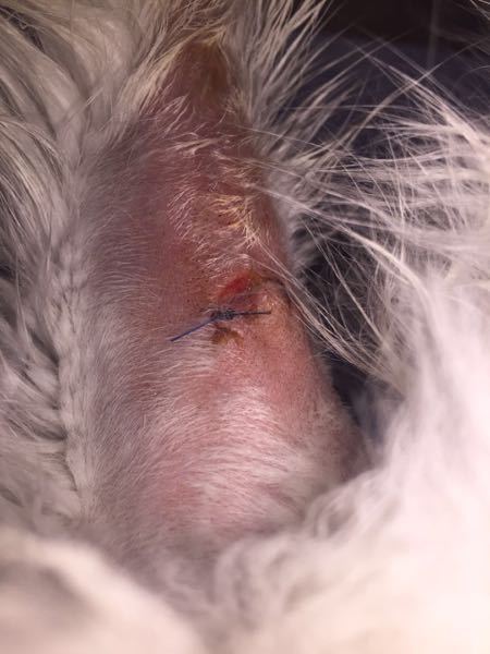 先週、ネコちゃんの毛玉をハサミで切り取ろうとしたところ、ミスして 