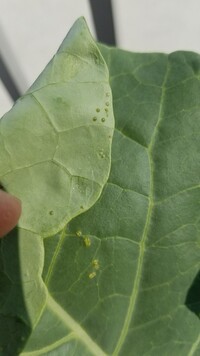 家庭菜園で育ててるブロッコリーの葉っぱに黄色の卵がポツポツとあります Yahoo 知恵袋