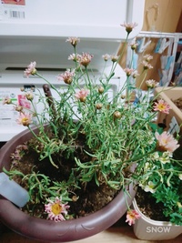 マーガレットの花が枯れている場合はどうしたらいいですか マーガレット Yahoo 知恵袋