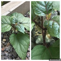 庭先に初めてみる雑草が生えてきました 抜くと茎からちぎれ 独特な甘い生臭い匂 Yahoo 知恵袋